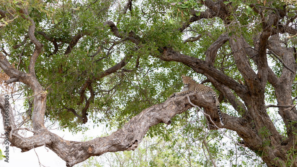 Fototapeta premium a big female leopard in a big tree