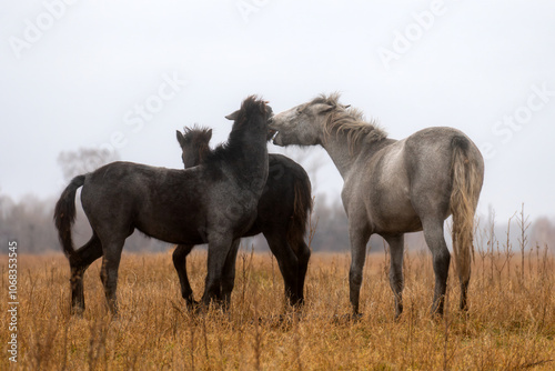 Horses on grass autumn hill slope under cloudy gray sky. Beautiful landscape in rainy weather. A herd of horses is eating grass in the field. Cattle grazing concept.