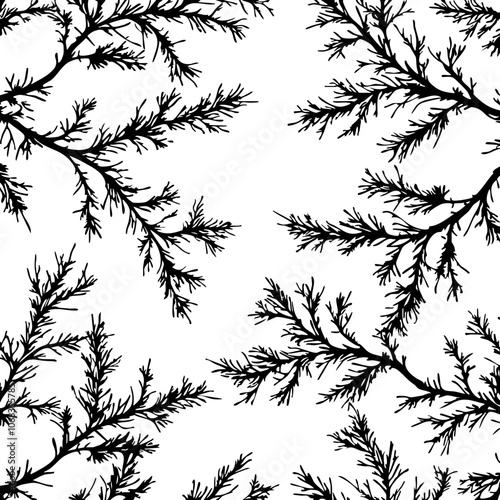 fir branch silhouette