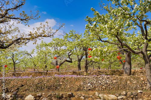 In spring, pure white pear blossoms bloom on pear trees