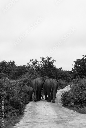 Photography elephants in the jungle
