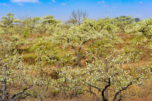 In spring, pure white pear blossoms bloom on pear trees