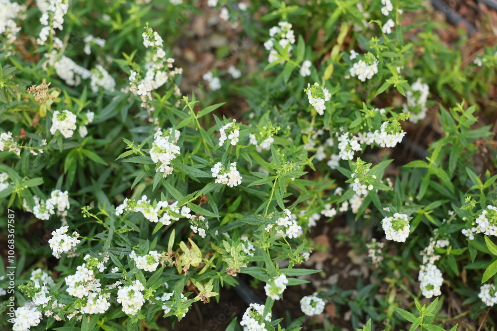 A stunning and vibrant display of delicate white flowers beautifully arranged against lush green foliage A stunning and vibrant display of delicate white flowers beautifully arranged against lush green foliage