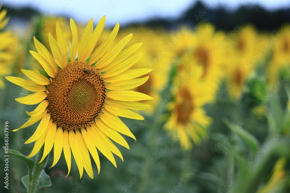 太陽の花 太陽の花