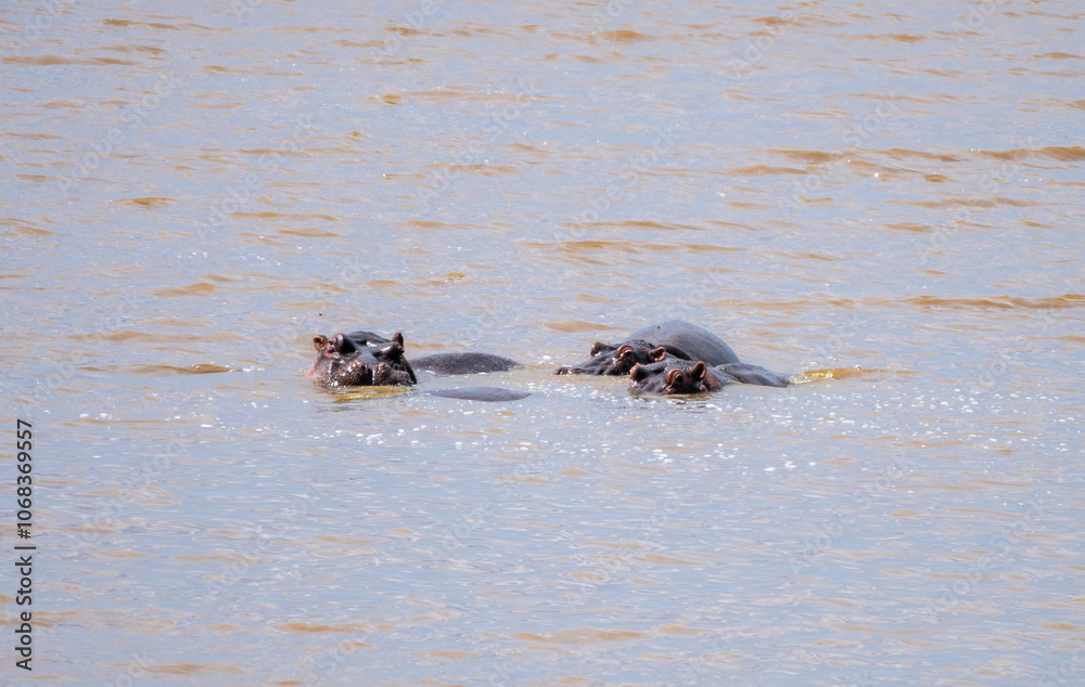 Herd of hippos happily swimming in a vast body of water, Lake Manyara, Tanzania Herd of hippos happily swimming in a vast body of water, Lake Manyara, Tanzania