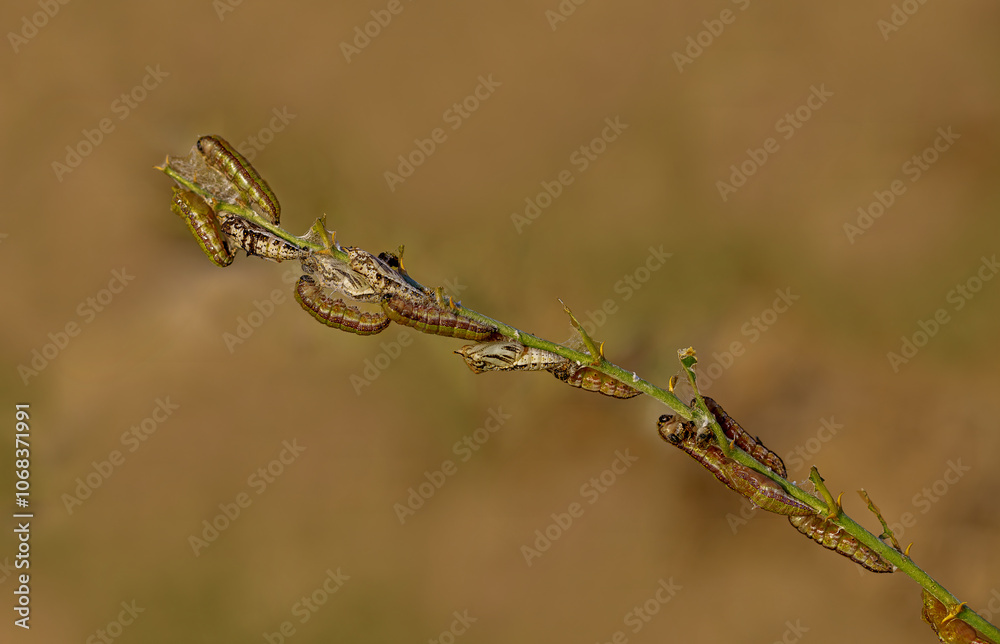White Pioneer butterfly caterpillar and pupa (Belenois aurota)
