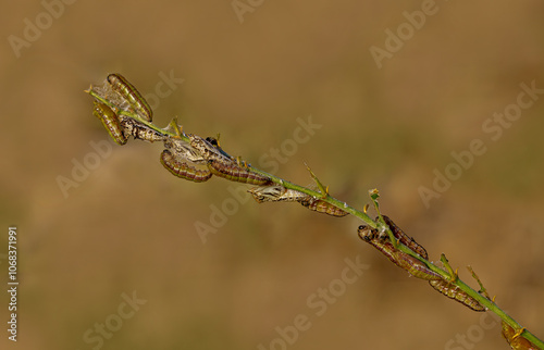 Obraz na płótnie White Pioneer butterfly caterpillar and pupa (Belenois aurota) w salonie