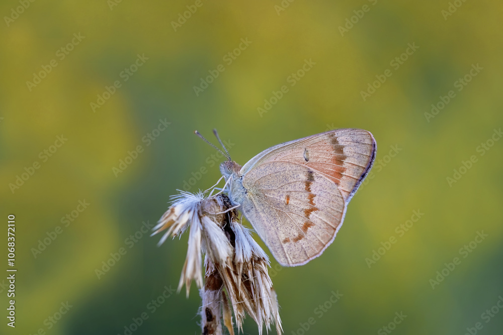 Mesopotamian Colotis butterfly (Colotis fausta)