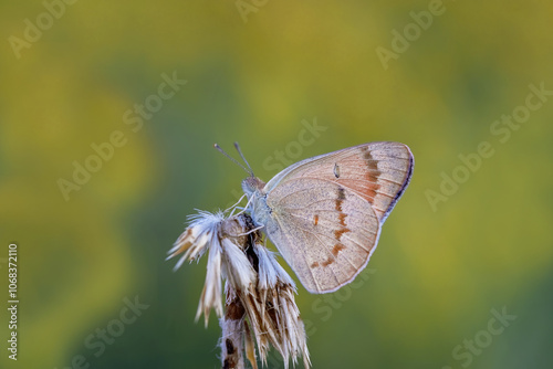 Obraz na płótnie Mesopotamian Colotis butterfly (Colotis fausta) w salonie