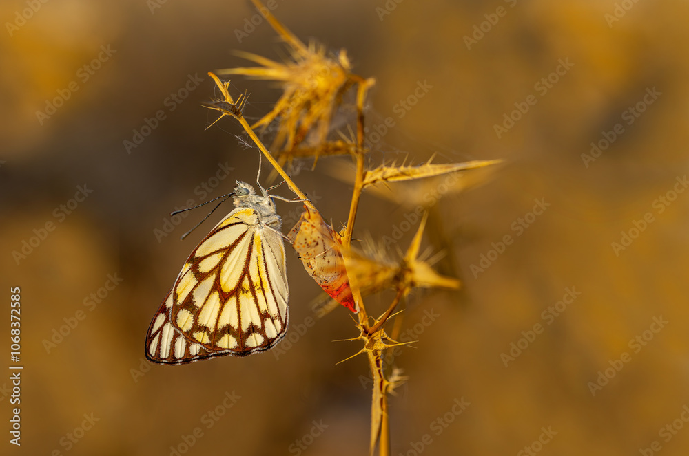 White Pioneer butterfly (Belenois aurota)