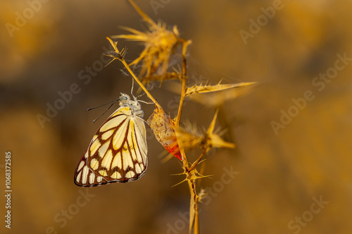Obraz na płótnie White Pioneer butterfly (Belenois aurota) w salonie