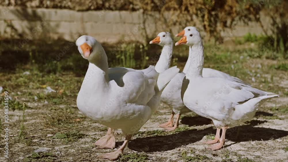 Four White Geese Standing Together in a Sunny Farmyard Four White Geese Standing Together in a Sunny Farmyard