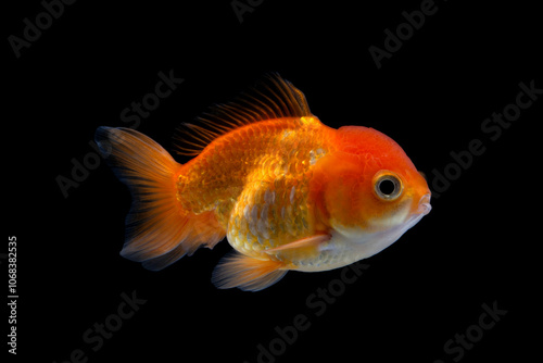 Goldfish isolated on black background. Oranda Goldfish