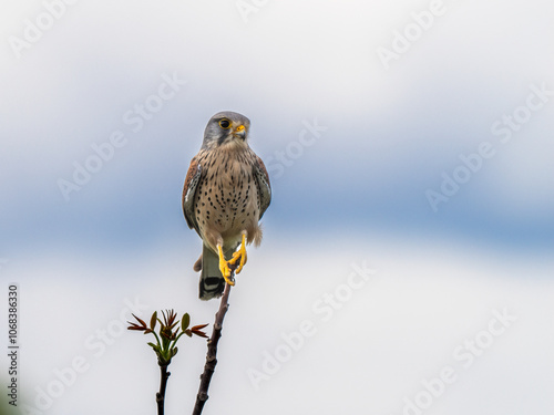 Common kestrel on a branch