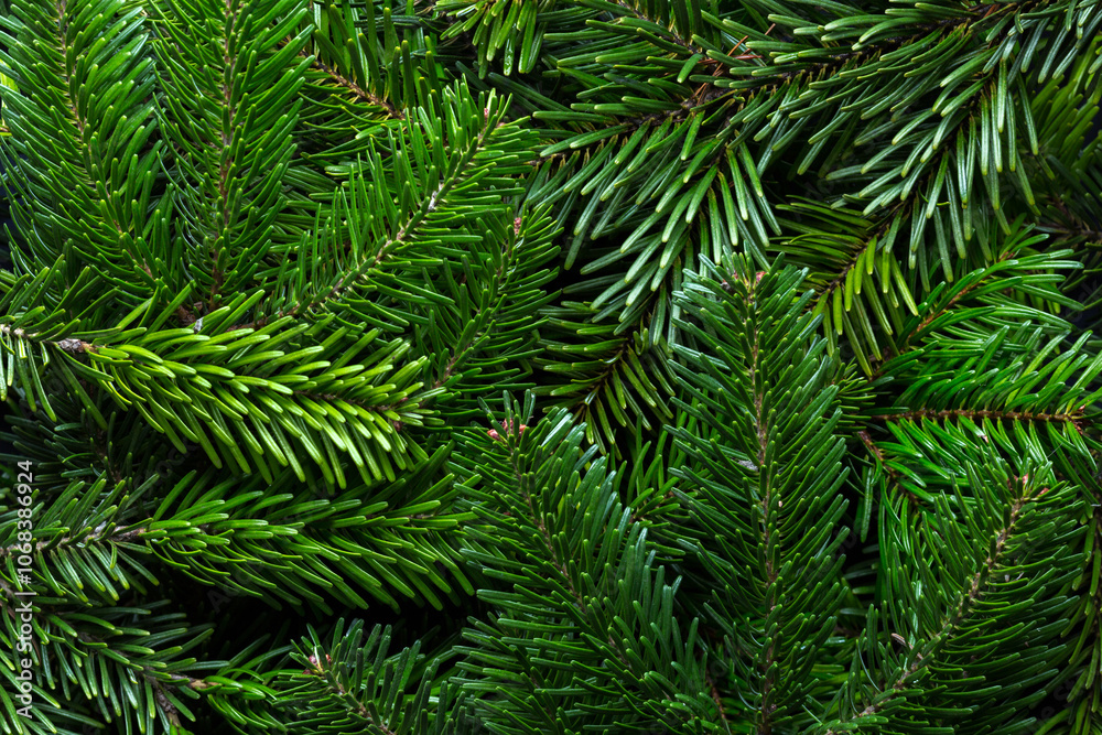 Fresh branches of Fir tree as background. Flat lay. Selective focus.