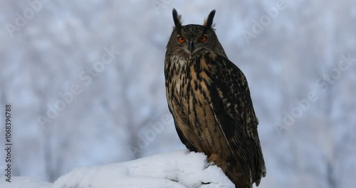 Owl in winter. Eagle owl, Bubo bubo, perched on tree trunk in snowy forest. Beautiful large owl with orange eyes. Bird of prey in natural habitat. Wildlife nature. Morning sun rays.