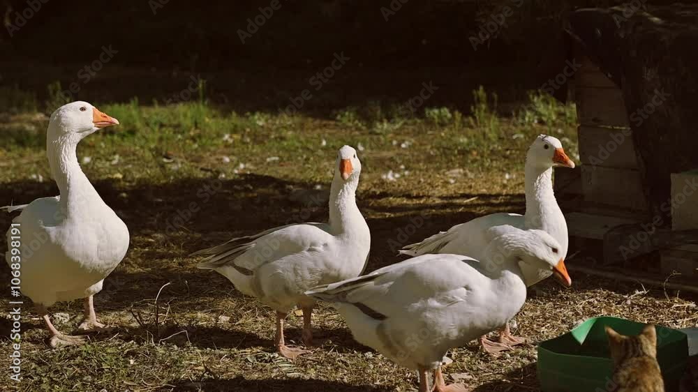 Four White Geese and a Ginger Cat on a Sunny Farm Four White Geese and a Ginger Cat on a Sunny Farm