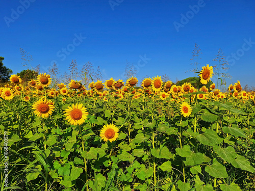 Sunflowers grow in a field on a sunny day against a blue sky. photo