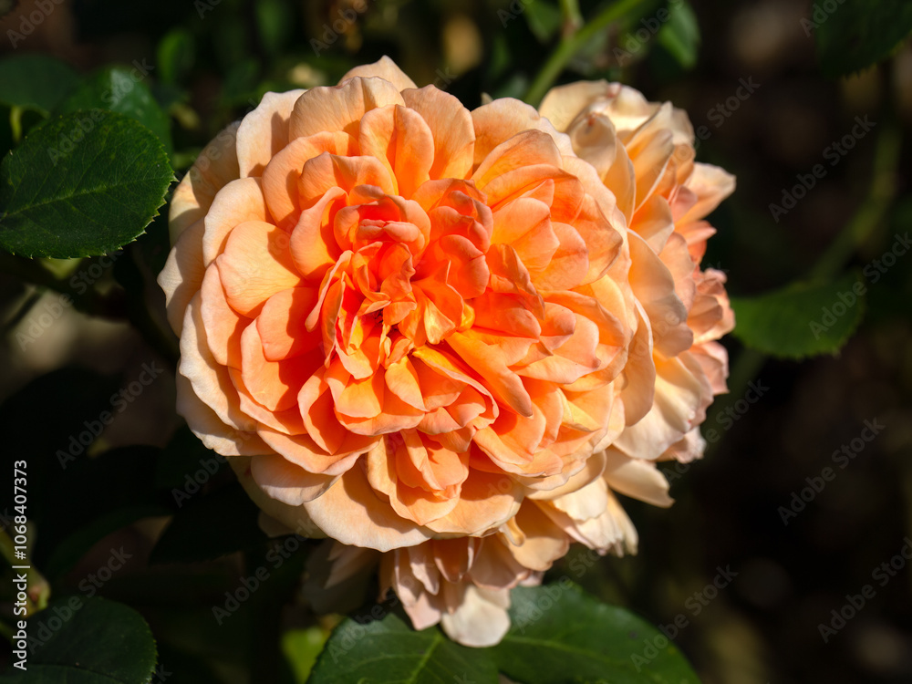 Closeup of flower of Rosa 'Dame Judi Dench' in a garden in late summer
