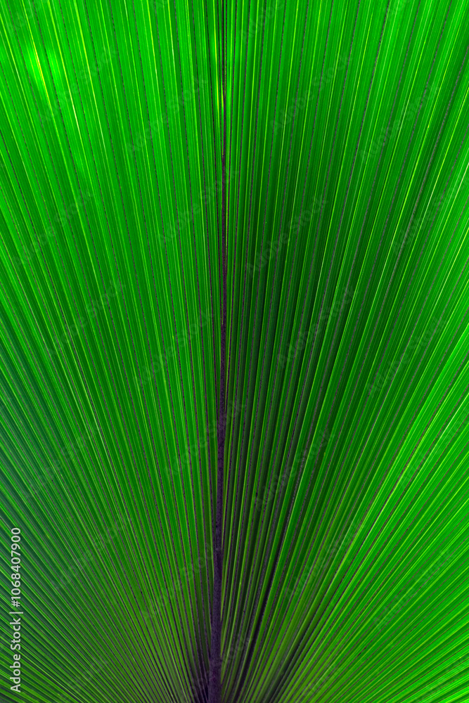 Obraz premium Abstract closeup of large ribbed green leaves for use as a background texture