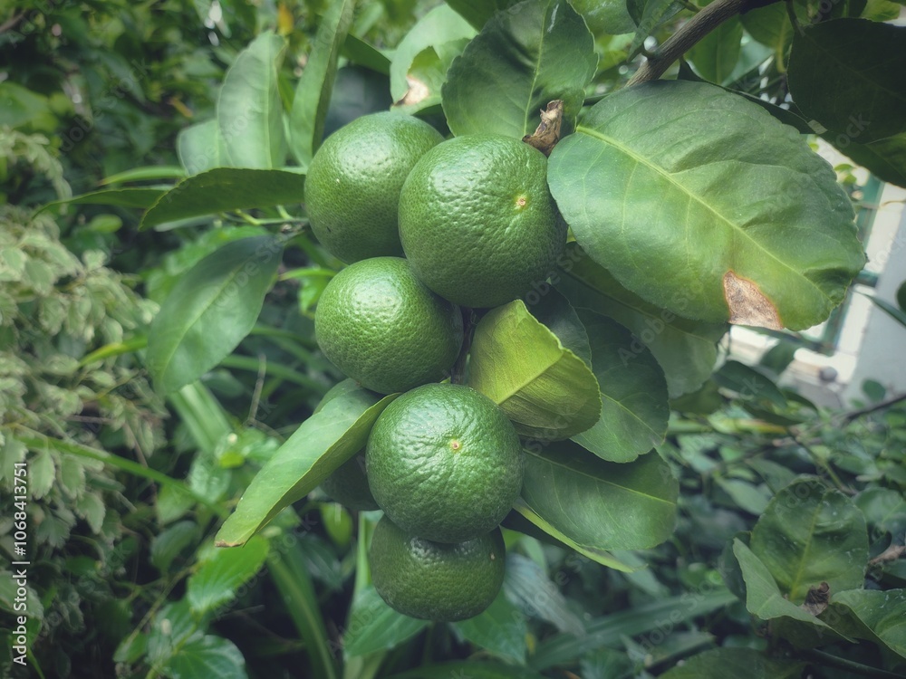 Lime and leavs on tree Lime and leavs on tree