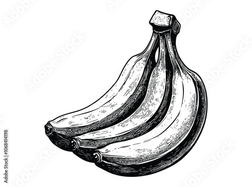 Antique-Style Woodcut Illustration of Bananas in Detailed Line Art