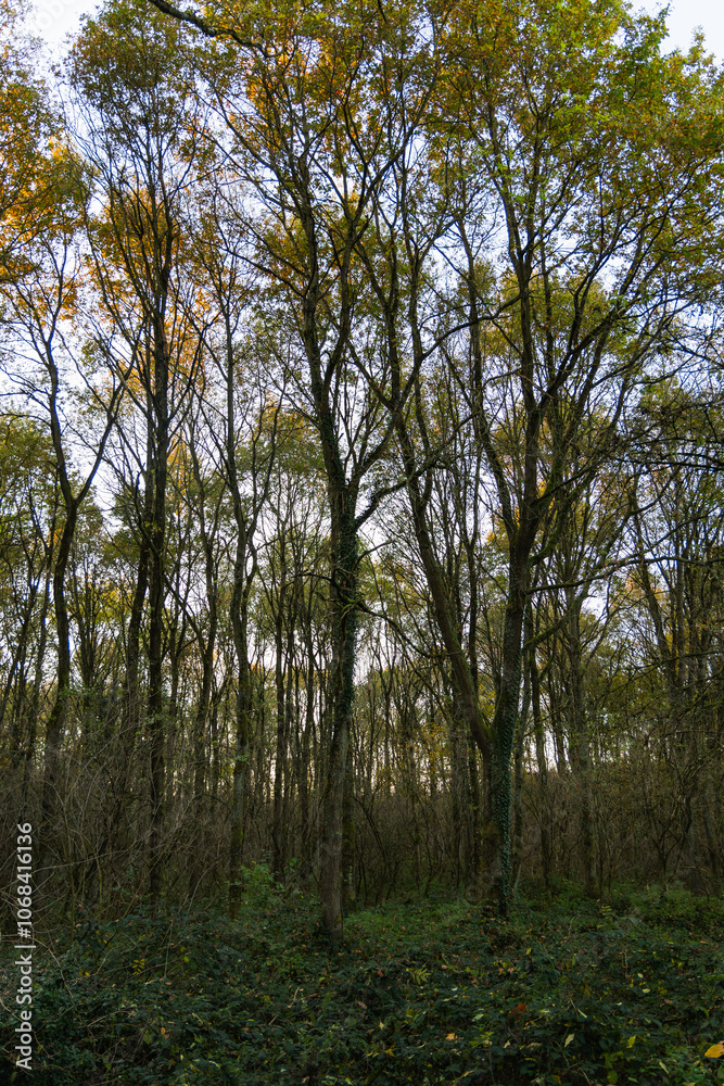 Trees in the autumn forest. Autumn trees in the forest. Trees in the autumn forest. Autumn trees in the forest.