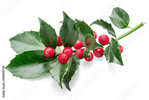 European holly or ilex branch with berries isolated on white background.