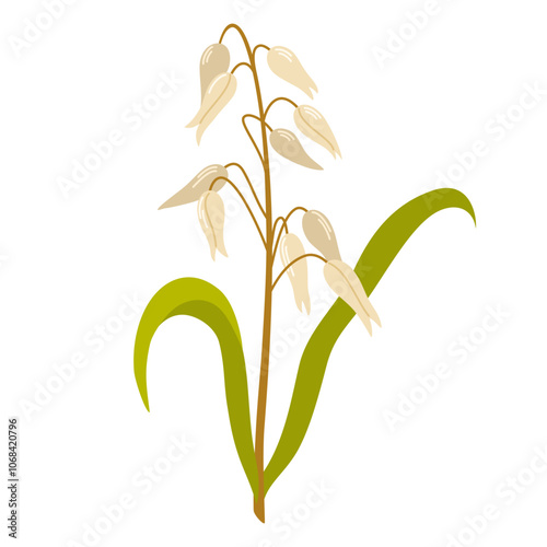 Rice Plant. Oryza, field grain crop. Farm cereal rice plant with leaf and seed, kernels. Botanical agriculture drawing in vintage style. Vector illustration isolated on white background.