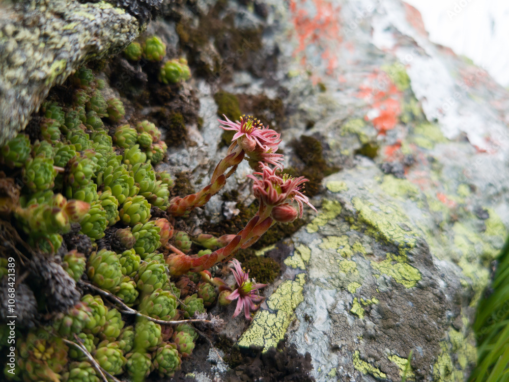 Close-up of beautiful pink flowers Sempervivum montanum or Houseleeks growing in the mountain meadow. Close-up of beautiful pink flowers Sempervivum montanum or Houseleeks growing in the mountain meadow.