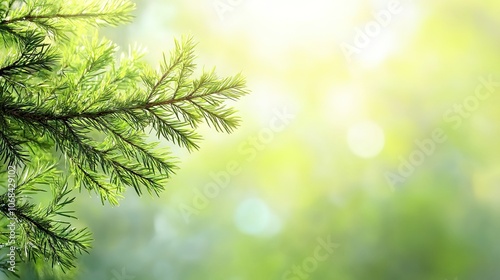 Fresh spring fir green branch highlighted against a blurred fir backdrop, creating a serene summer background, perfect for emphasizing the beauty of nature with ample copy space.