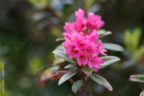 The Great Craggy Mountains along the Blue Ridge Parkway in North Carolina, USA with Catawba Rhododendron during a spring season sunset.