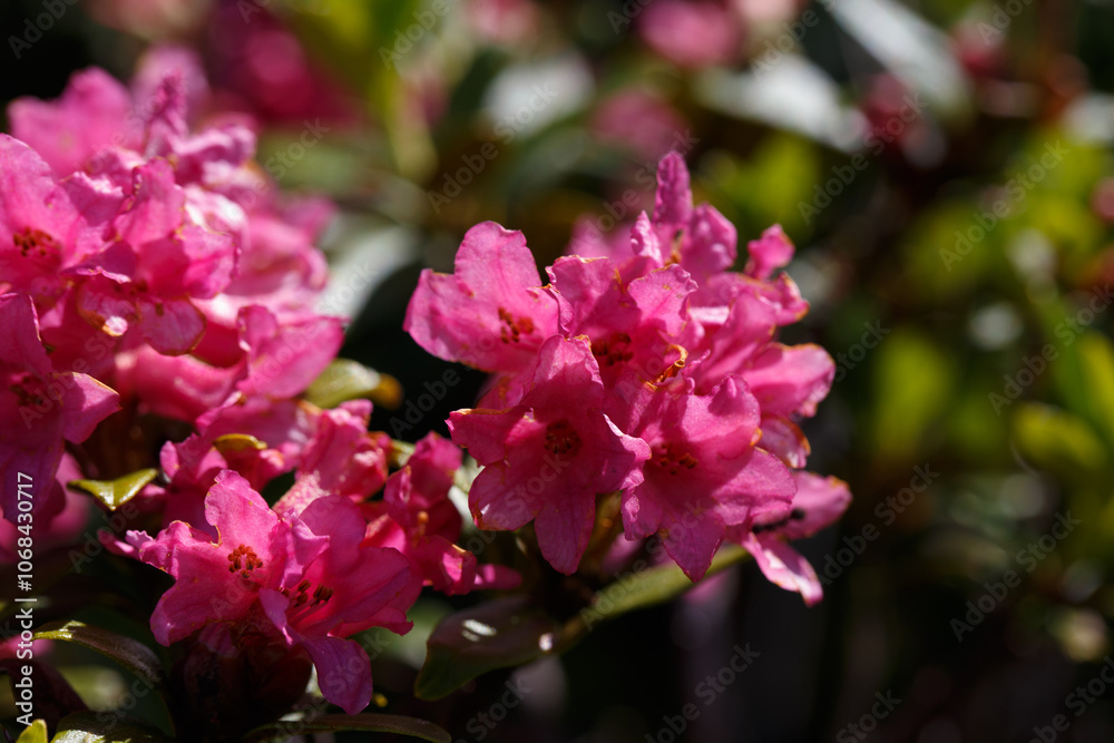 The Great Craggy Mountains along the Blue Ridge Parkway in North Carolina, USA with Catawba Rhododendron during a spring season sunset. The Great Craggy Mountains along the Blue Ridge Parkway in North Carolina, USA with Catawba Rhododendron during a spring season sunset.