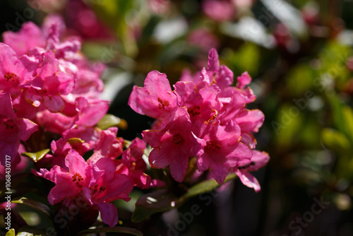 The Great Craggy Mountains along the Blue Ridge Parkway in North Carolina, USA with Catawba Rhododendron during a spring season sunset.