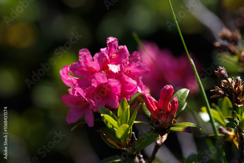 The Great Craggy Mountains along the Blue Ridge Parkway in North Carolina, USA with Catawba Rhododendron during a spring season sunset.