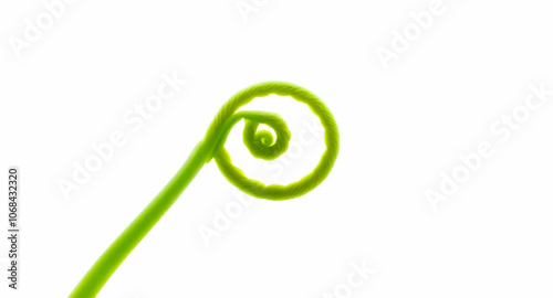 Green Spiral Vine Tendril on Transparent Background