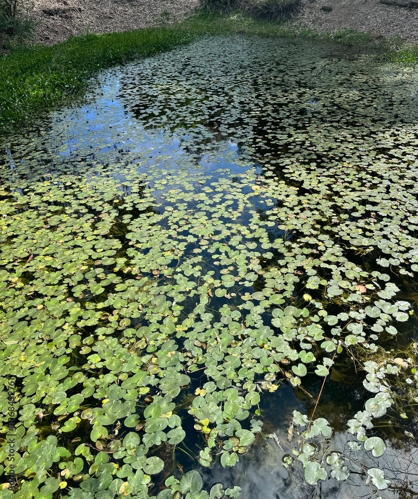 Lily pads on pond Lily pads on pond