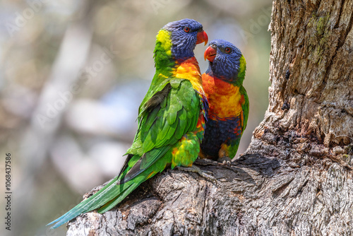 Australian Rainbow Lorikeet pair perched on tree branch