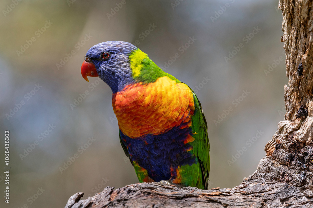 Australian Rainbow Lorikeet perched on tree branch Australian Rainbow Lorikeet perched on tree branch