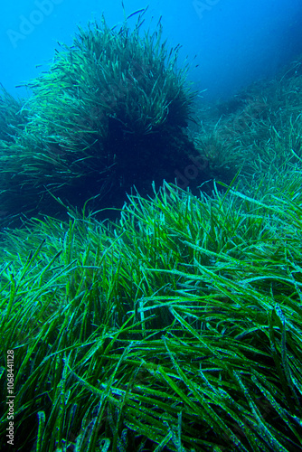 Underwater Landscape, Neptune Grass Field, Posidonia oceanica, Cabo Cope-Puntas del Calnegre Natural Park, Mediterranean Sea, Region de Murcia, Murcia, Spain, Europe photo