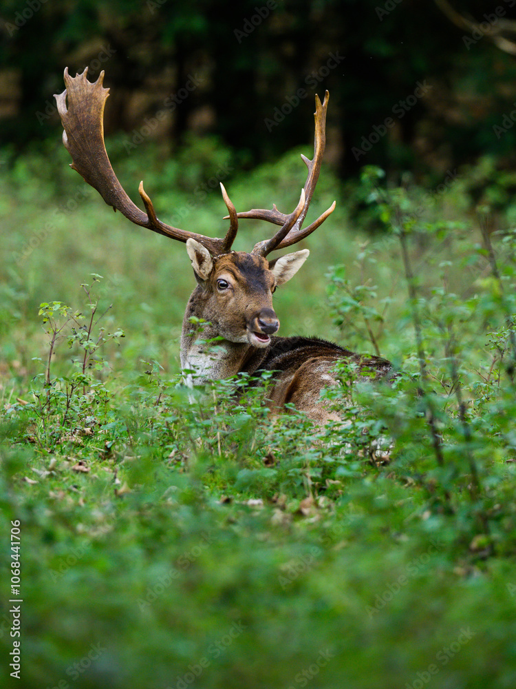 Naklejka premium Daniel 