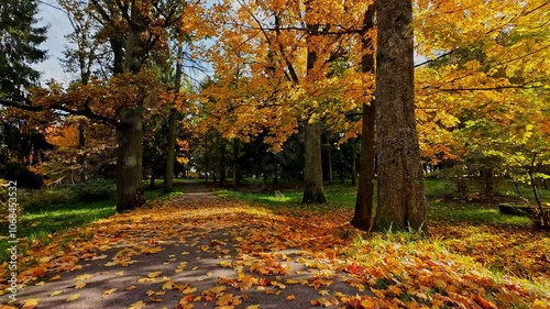 Autumn path covered in colorful leaves through a scenic forest in Eleja, Latvia photo