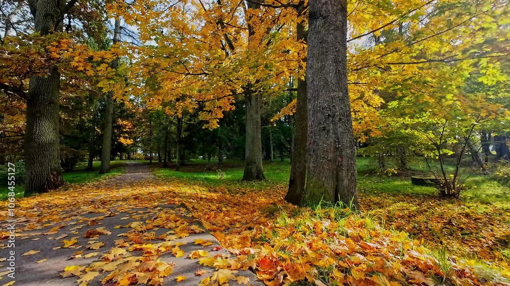 Golden autumn leaves cover a park path under vibrant fall trees on a sunny day Golden autumn leaves cover a park path under vibrant fall trees on a sunny day