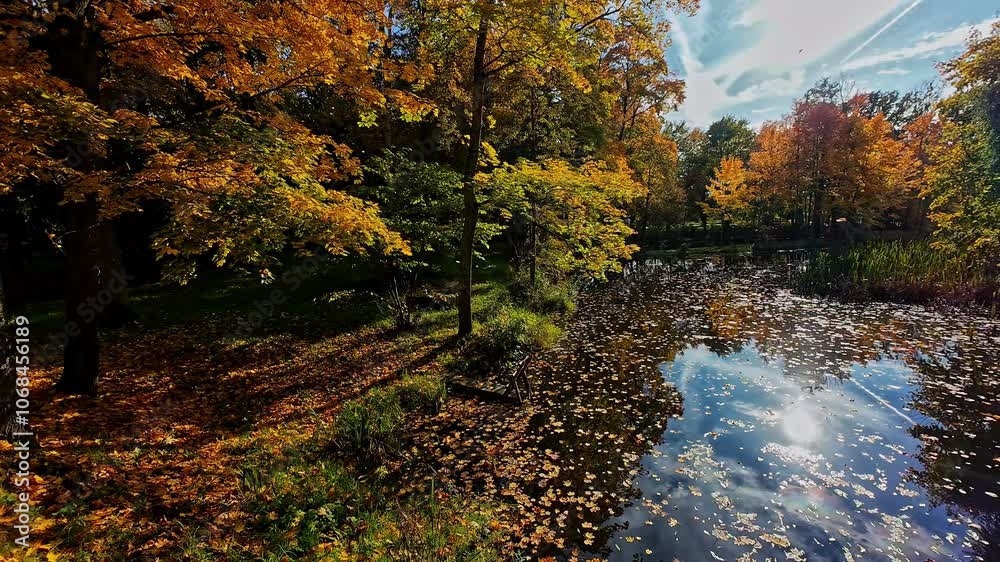 Golden autumn trees and fallen leaves by a calm reflective pond in Eleja, Latvia Golden autumn trees and fallen leaves by a calm reflective pond in Eleja, Latvia