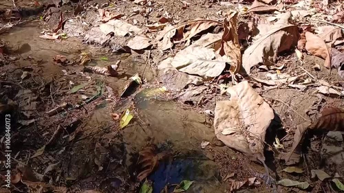 Butterfly flying on a puddle of water in Bantimurung National Park, Maros, South Sulawesi, Indonesia. Insect video slow motion. photo