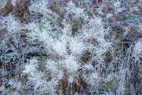 Winter morning frost on grass in a meadow field. Ice on grass in close-up. Beautiful ice crystals on openwork grass.