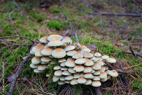 The poisonous mushroom Hypholoma fasciculare. False mushrooms grow in groups in the autumn forest. Toadstool.