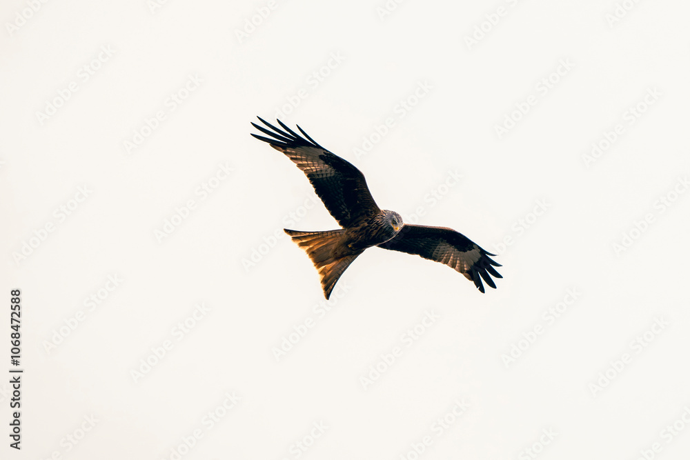 Red kite