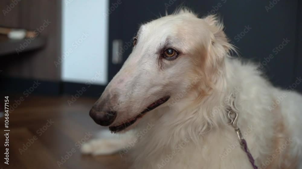 In this serene moment, a lovely Borzoi dog is enjoying the warm and comforting embrace of companionship and affection In this serene moment, a lovely Borzoi dog is enjoying the warm and comforting embrace of companionship and affection