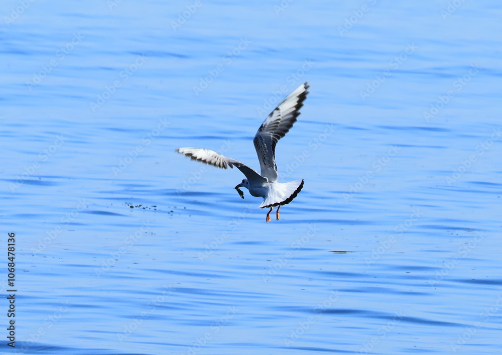 Volga seagulls on a fishing trip. Lifestyle. Volga seagulls on a fishing trip. Lifestyle.